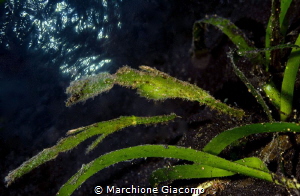 Ghostpipe fish , double exposition .
Nikon D800E , 105 m... by Marchione Giacomo 